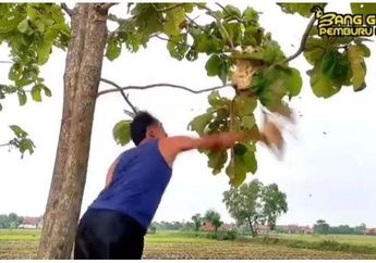 Sarangnya Dihancurkan dalam Video Viral 'Salam dari Majalengka', Siapa Sangka Lebah Bisa Jadi Penentu Kepunahan Manusia, Sang Genius Einstein Mengungkapnya