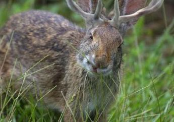 Mengungkap Kebenaran Jackalope, Kelinci Bertanduk Mirip Rusa