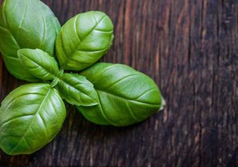 Daun Basil, Rempah yang Memiliki Banyak Manfaat Untuk Kesehatan dan Kulit
