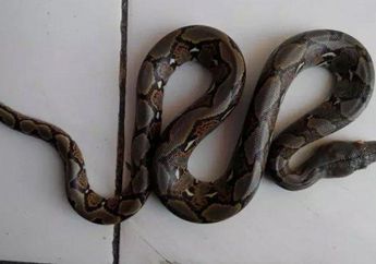 Tips Hidup Mencegah Ular Masuk ke Rumah, Letakkan Benda Ini di Depan Pintu untuk Halangi Hewan Masuk