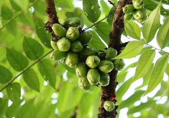 Rugi Baru Tahu Sekarang! Ternyata Tubuh Bisa Terhindari dari Diabetes hingga Kanker Cuma dengan Rajin Minum Air Rebusan dari Daun Murah Meriah Ini