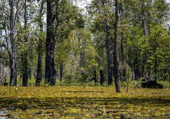 Hutan Indonesia Cuma Berdampak Kecil Pada Target Pengurangan Emisi