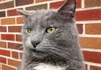 Pemilik Kucing Wajib Tahu, Ini 4 Cara Mengatasi Kucing Stres