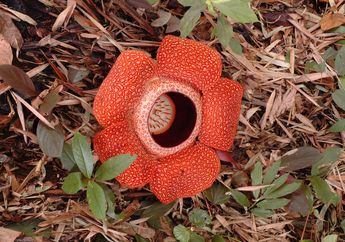 Ahli Botani Indonesia Budidayakan Rafflesia di Luar Habitat Aslinya
