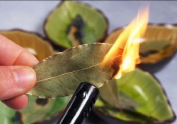 Awalnya Iseng-iseng Bakar Daun Salam Sebelum Pergi Tidur, Wanita Ini Melongo Lihat Ekspresi Wajah Sekeluarga Berubah Total, Kenapa ya?