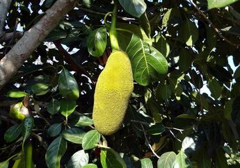 Kasih Info ke Tetangga Sekomplek, Daun Nangka Ternyata Bisa Sembuhkan Diabetes! Begini Cara Konsumsinya Supaya Aman !