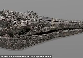 Cymbospondylus youngorum, Reptil Laut Raksasa Dengan Berat 40 Ton