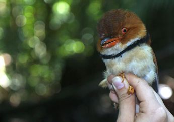 Ngeri, Pemanasan Global Sebabkan Beberapa Burung di Amazon Menyusut!