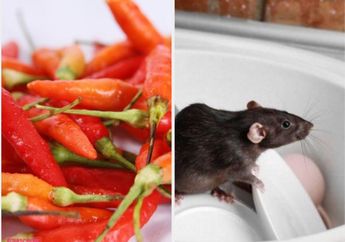 Begini Cara Membuat Semprotan Cabai yang Ampuh Buat Tikus Lari Terbirit-birit, Mudah!