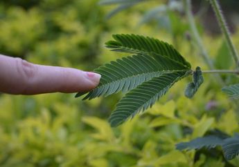 Dianggap Remeh Satu Desa, Padahal Rebus Daun Putri Malu Lalu Minum Airnya Hangat-hangat, Seumur Hidup Gak Bakal Dekat-dekat dengan Rumah Sakit Lagi