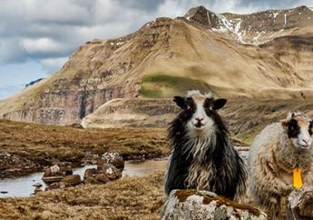 Kotoran Domba Purba, Ungkap Bangsa Pertama di Kepulauan Faroe