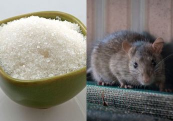 Seumur Hidup Baru Tahu, Ternyata Usir Tikus Bisa Pakai Ramuan dari Gula Ini, Seisi Rumah Bakal Kegirangan Lihat Hasilnya