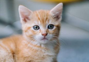 4 Fungsi Kumis pada Kucing, Salah Satunya sebagai Perlindungan Diri