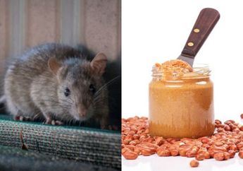 Ternyata Modalnya Cuma Selai Kacang dan 1 Bahan Dapur Ini, Tikus Bisa Ngacir Gak Balik ke Rumah Lagi!