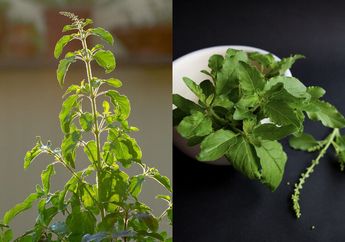 Sering Lihat di Rumah Pak RT, Tanaman Mirip Daun Kemangi Ini Bisa Bikin Kulit Wajah Glowing Tanpa Skincare, Harganya Murah Lagi!