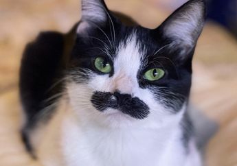Kenalin Nih Freddie Purrcurry, Reinkarnasi Freddie Mercury dalam Bentuk Kucing yang Berhasil Kumpulkan Dana Sebesar $10,000