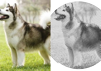 Viral, Begini Cara Mudah Mengedit Foto dengan Spiral Betty