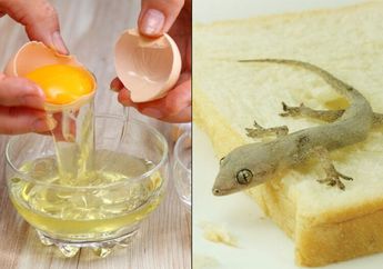 Jangan Langsung Dibuang! Coba Pakai Cangkang Telur Untuk Usir Cicak di Rumah, Dijamin Kabur dan Tak Kembali Kalau Pakai Cara Ini