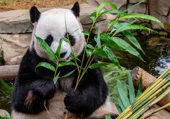 Panda Tetap Gemuk Meski Hanya Makan Daun Bambu, Apa Rahasianya?