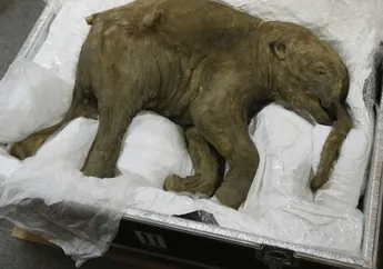Berusia Sekitar 42.000 Tahun, Bayi Mammoth yang Diawetkan Ini Akan Dihidupkan Kembali dengan Ciptakan Spesies Hibrida, Demi Jaga Keseimbangan Ekosistem Bumi, Bagaimana Caranya?