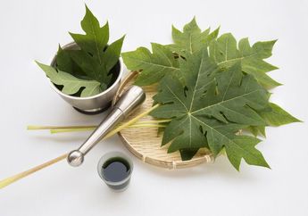 Modalnya Cuma Rajin Konsumsi Daun Pepaya, Gak Disangka Satu Keluarga Malah Rasakan Efek Fantastis Ini Pada Tubuhnya, Satu Komplek Langsung Ikutan Coba!