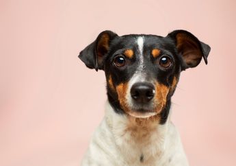 Buta Warna Parsial, Bagaimana Cara Seekor Anjing Melihat Dunia?