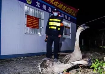 Unik! Polisi China Gunakan Angsa sebagai 'Senjata Rahasia', Ternyata Hewan Itu Memainkan Peran Besar Ini