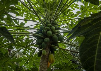 Sering-sering Makan Daun Pepaya Sejak Muda, Jangan Sampai Heran Kalau Beragam Penyakit Ini Enggan Masuk ke Tubuh Meski Sudah Memasuki Usia Lanjut