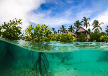 Bagaimana Mangrove Pesisir Membantu Menjaga Bumi Tetap Dingin