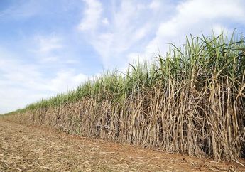 Benarkah Pertanda Ajal Sudah Dekat? Ternyata Ini Arti Mitos Makan Tebu di Sore Hari yang Kerap Dikaitkan dengan Kematian