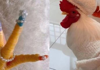 Netizen Dibuat Heboh dengan Ulah Wanita China yang Lakukan Pedikur kepada Ayam Jantan Peliharaannya