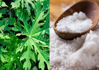 Coba Rebus 1 Lembar Daun Pepaya dan Tambahkan Sejumput Garam Lalu Minum, Dijamin Selamanya Gak Bakal Mau Beli Obat Di Warung Lagi