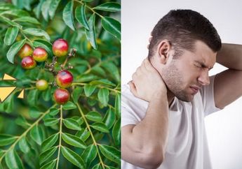 Rutin Konsumsi Daun Kari, Ternyata Memiliki Segudang Manfaat Mengejutkan Untuk Tubuh, Mulai Dari Atasi Kolesterol Hingga Turunkan Berat Badan!