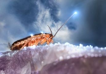 Awas! Membasmi Kecoak dengan Insektisida Membuatnya Lebih Kuat