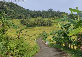 Wisata Ramadan di Yogyakarta, Intip Pesona Sawah Tadah Bak Permadani di Kulon Progo Berlatarkan Perbukitan Menoreh