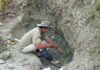 Fosil Spesies Baru Bebek yang Bisa Menyelam Ditemukan di Selandia Baru