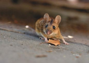 Jangan Khawatir, Begini Cara Menghilangkan Bau Bangkai Tikus yang Ada di Rumah, Cuma Modal 4 Bahan Alami yang Diracik seperti Ini