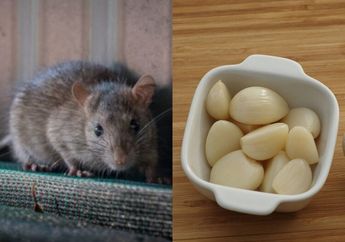 Ngapai Beli Racun, Usir Tikus di Rumah Ternyata Bisa Pakai Bawang Putih, Bisa Irit Uang Belanja