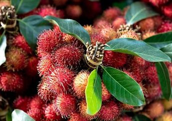 Tinggal Comot Di Rumah Tetangga, Coba Rebus Daun Rambutan Lalu Minta Suami Minum Sebelum Tidur, Rasakan Ranjang Bergetar dari Malam Sampai Pagi