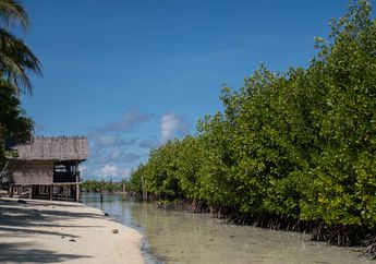 Perubahan Iklim dan Keberlanjutan Mangrove di Wilayah Pesisir Papua
