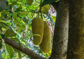 Tubuh Bisa Sehat Selalu Meski Umur Bertambah Tua, Modalnya Cuma Buah Cempedak yang Dikonsumsi Begini