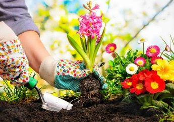 Cara Bikin Fungisida Sendiri untuk Bebaskan Tanaman dari Jamur di Saat Hujan