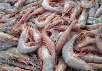 Amit-amit Deh kalau Sampai Enggak Tahu! Sebelum Beli, Cari Tahu Dulu 4 Ciri Udang Segar, Cek Kulit dan Kepalanya