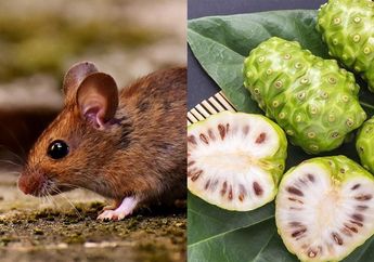 Emak-Emak Akhirnya Tidak Takut Lagi Masak Di Dapur, Cuma Modal Buah Mengkudu Bisa Usir Tikus yang Lebih Ampuh daripada Pasang Perangkap