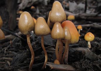 Penggunaan Jamur Psilocybin Sebagai Tradisi Keagamaan Suku Aztec
