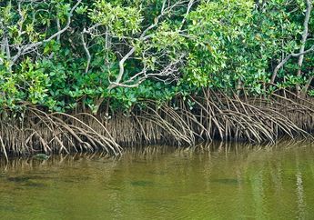 Jawaban Bagaimana Hutan Bakau Dapat Menjeaga Keseimbangan Alam