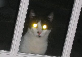 Mata Kucing dan Anjing Bersinar dalam Gelap, Ternyata Ini Alasannya