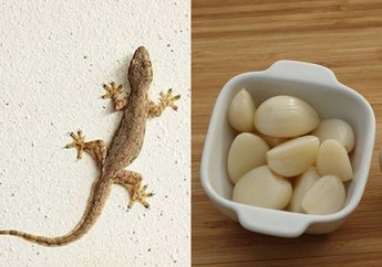 Bikin Resah Seisi Rumah, Ternyata Segampang Ini Usir Cicak, Cuma Modal Bawang Putih dan Kopi Bakal Ngacir Sendiri