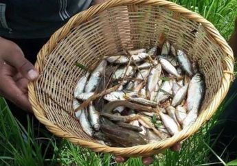 Kota Ini Setiap Tahun Memiliki Fenomena 'Hujan Ikan' hingga Menarik Banyak Turis dari Seluruh Dunia