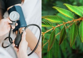 Padahal Sering Lihat Di Pinggir Jalan Tapi Gak Sadar, Daun Putri Malu Ternyata Bisa Jadi Obat Alami Hipertensi, Begini Cara Mengolahnya